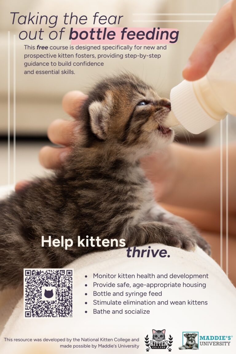 Taking the Fear Out of Bottle Feeding – Kitten College
