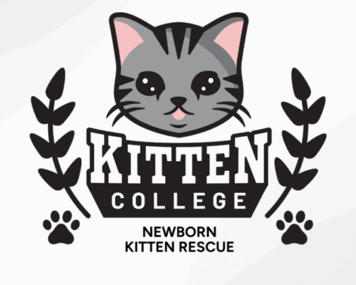 Newborn Kitten Rescue